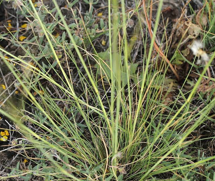  p>针茅(学名: i>stipa capillata /i> l.