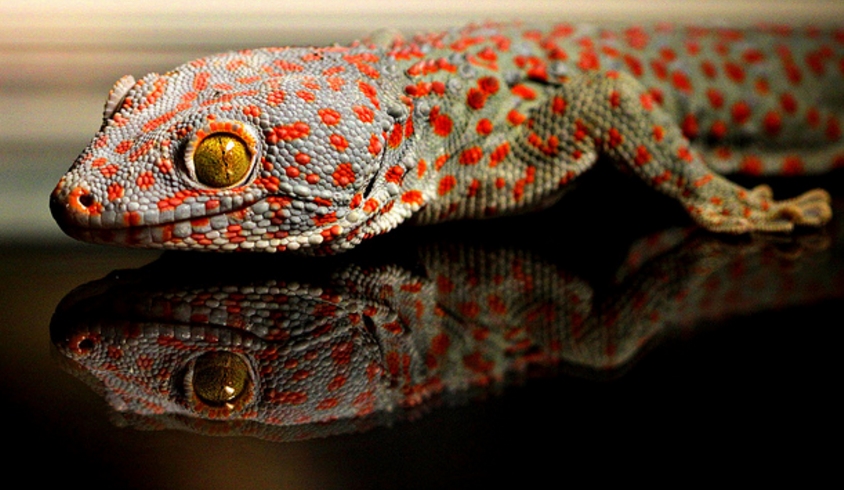  p>大壁虎(学名: i>gekko gecko /i>):俗称 a target="_blank" href="