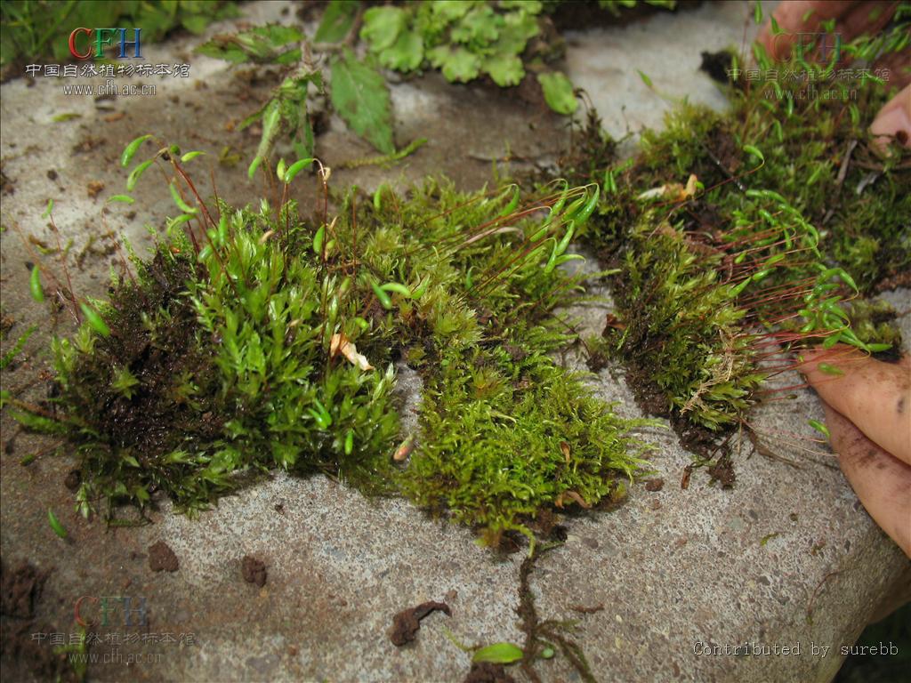  p>泛生丝瓜藓,属丝瓜藓,生长于山区林下沼泽,和高山冻原带习见种.