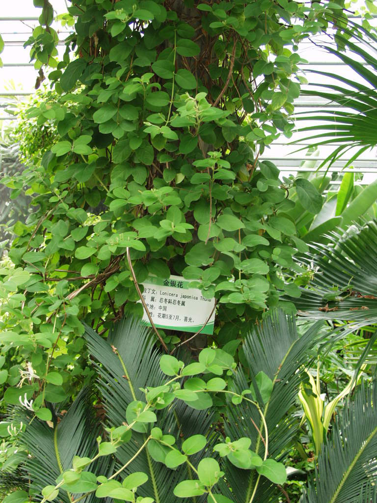  p>厚叶榕省固有植物,产在花莲,恒春半岛及兰屿的沿岸皮光滑,全株带
