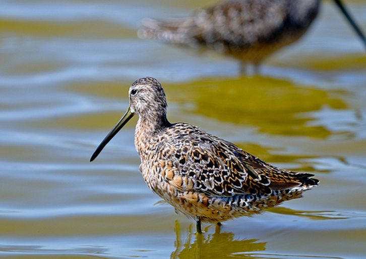  p>长嘴鹬(学名: i> /i> i>limnodromus scolopaceus /i> (say, 1823)