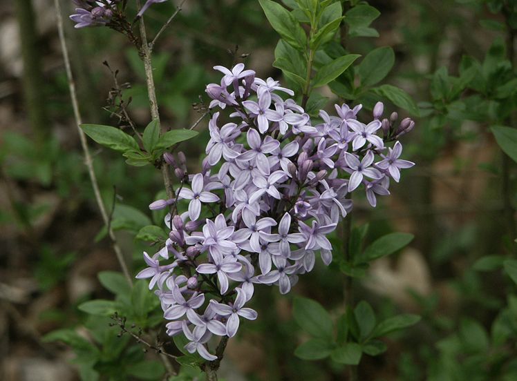  p>华丁香(学名: i>syringa protolaciniata /i> p. s.