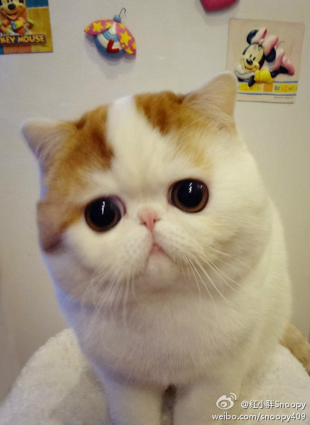  p data-id="gnyu5xlp3r">红小胖snoopy是一只红色梵纹 a target="