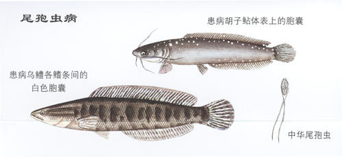 亚力斯维尾孢虫