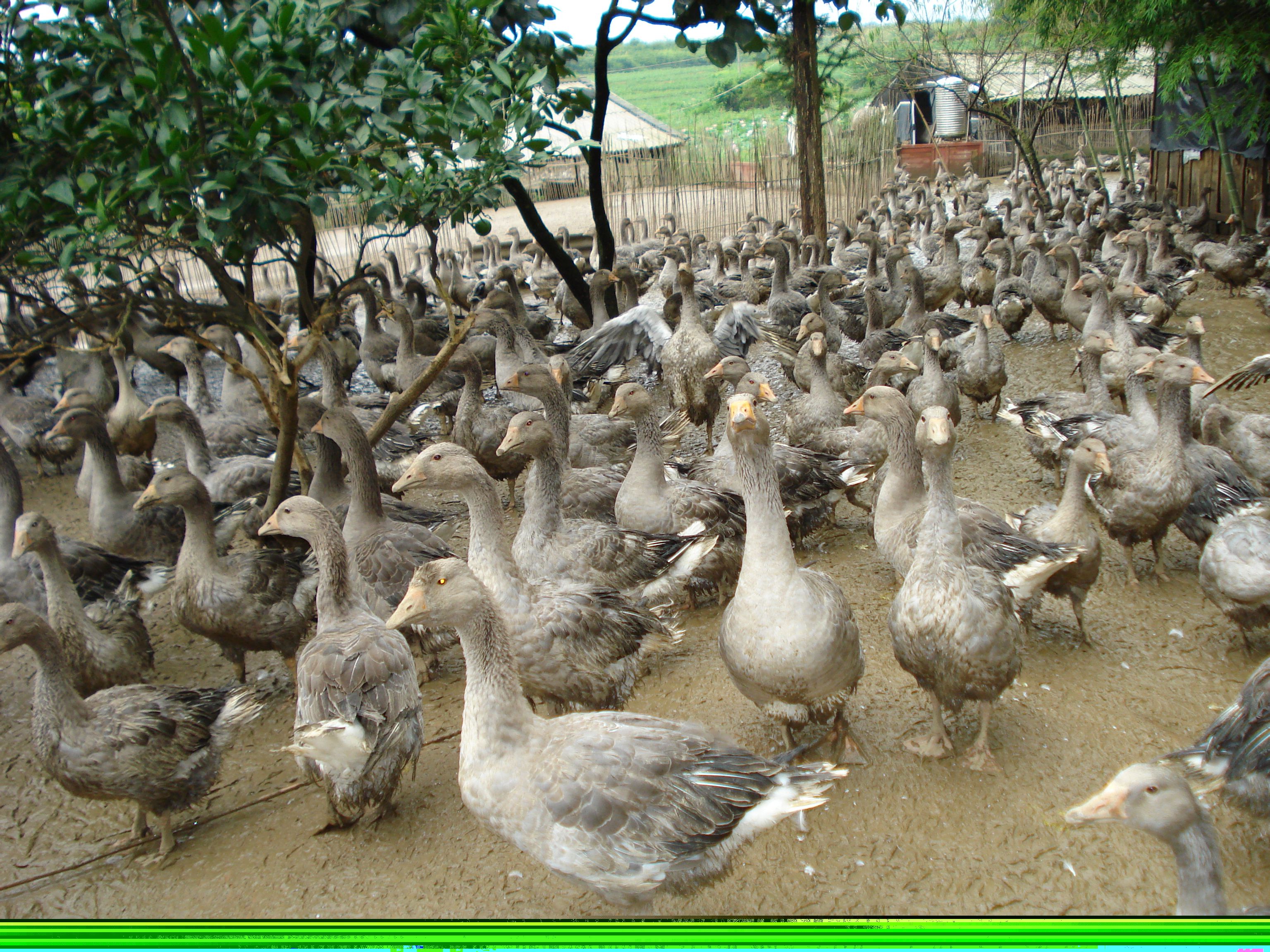 target="_blank" href="/item/灰鹅">灰鹅 /a>,原产于法国西南部靠 a