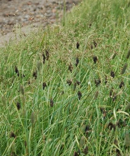 暗褐薹草(原亚种)