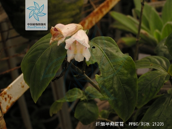 纤细半蒴苣苔(原变种)