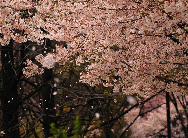  p>樱花(学名: i>cerasus   /i>sp.