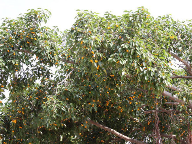  p>黄果榕(学名:ficus benguetensis merr.