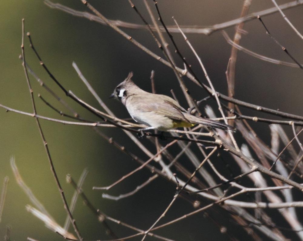 雌雄相似.成鸟头部深灰色具一显著的羽冠,白色脸侧具一黑色点状斑纹.