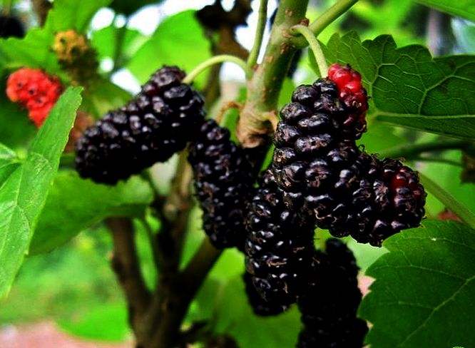  p> a target="_blank" href="/item/桑葚子/4154859" data-lemmaid="