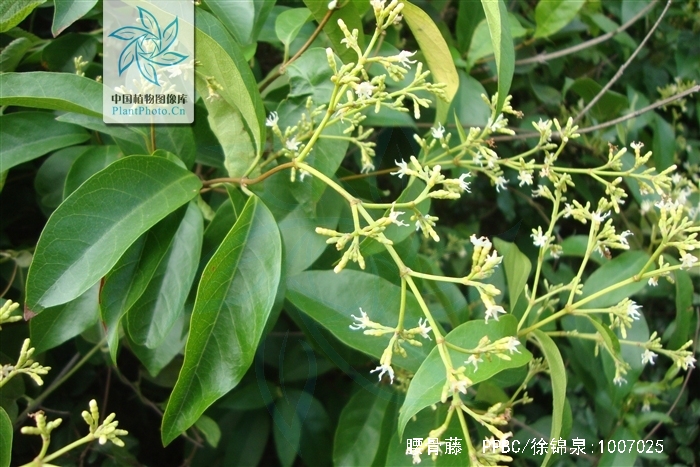  p>腰骨藤,中药名.