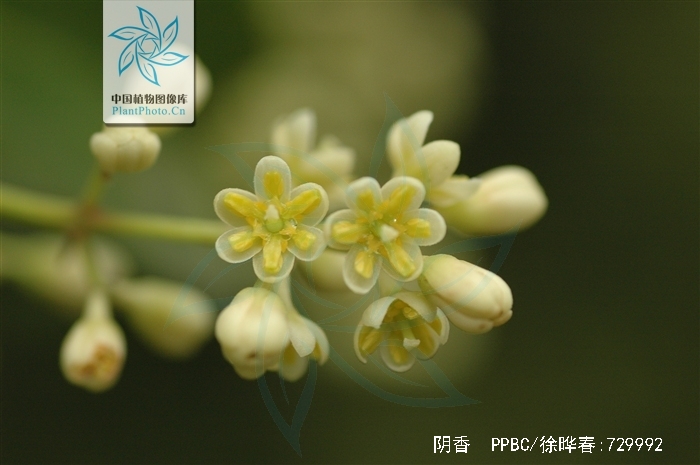 p>阴香(学名: i>cinnamomum burmannii  /i>(nees et t.