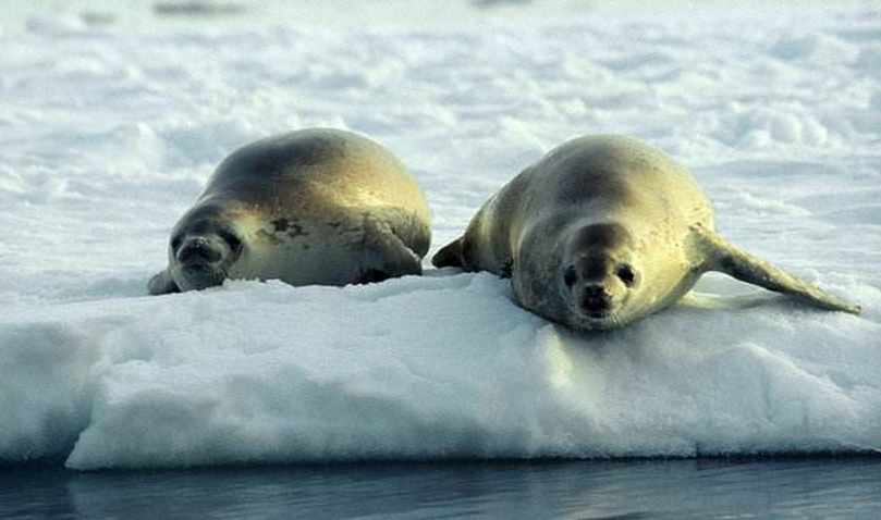  p>南极毛皮海狮(学名:arctocephalus gazella)又叫 a target="_blank