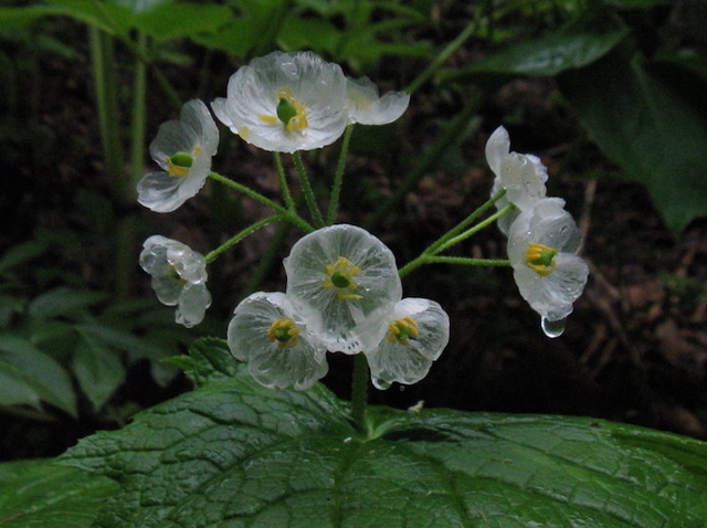 skeleton flower