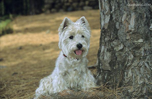  p>西高地白梗是一种小体型,爱玩的,坚定的 a href="#" data-lemmaid=