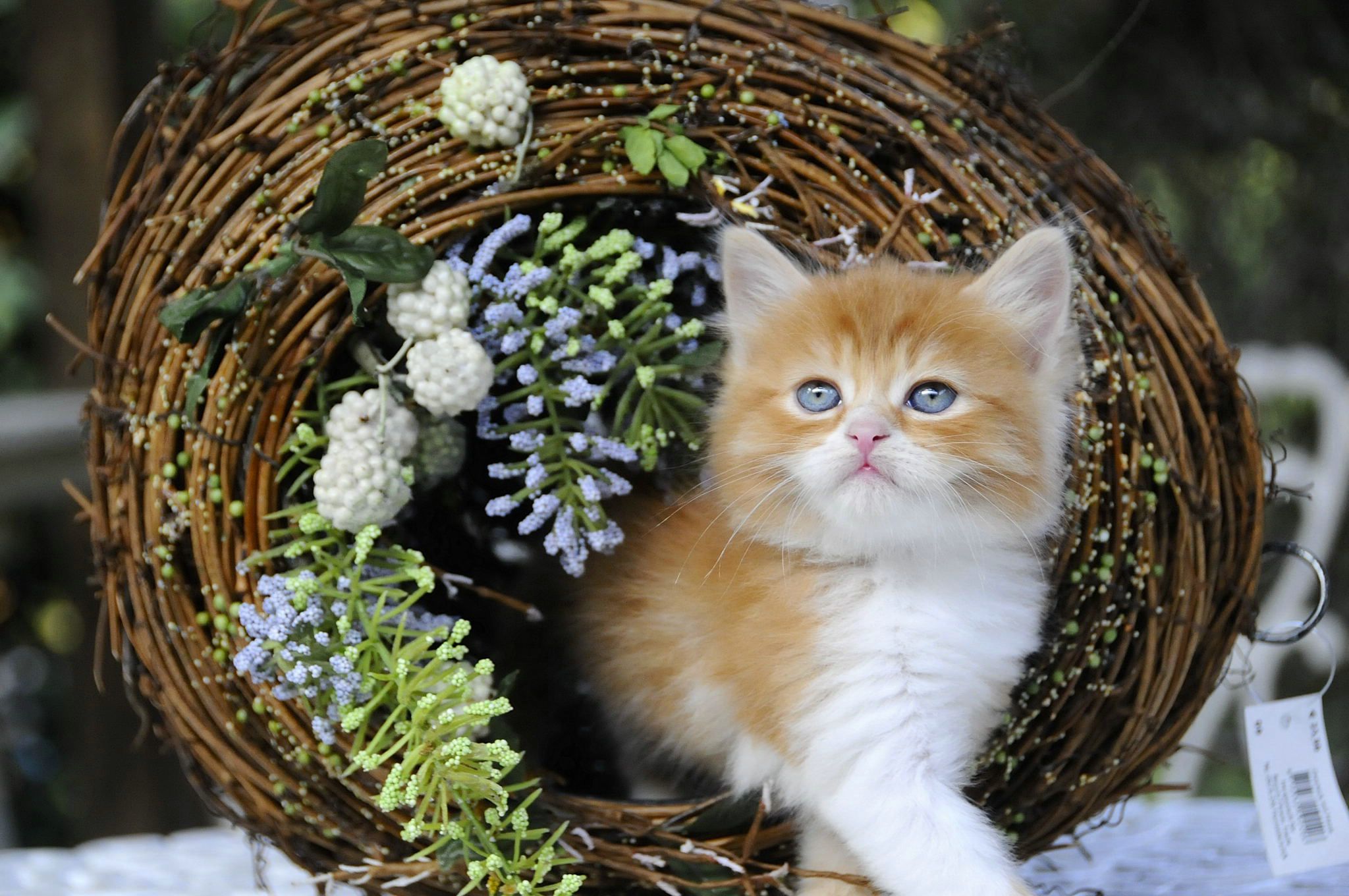  p> a> b>金吉拉 /b>猫 /a>, a href="#">英文 /a>名为chinchilla