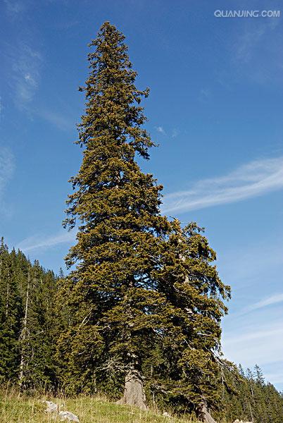  p>云杉(拉丁学名:picea asperata mast.)别名茂县云杉,茂县杉等.