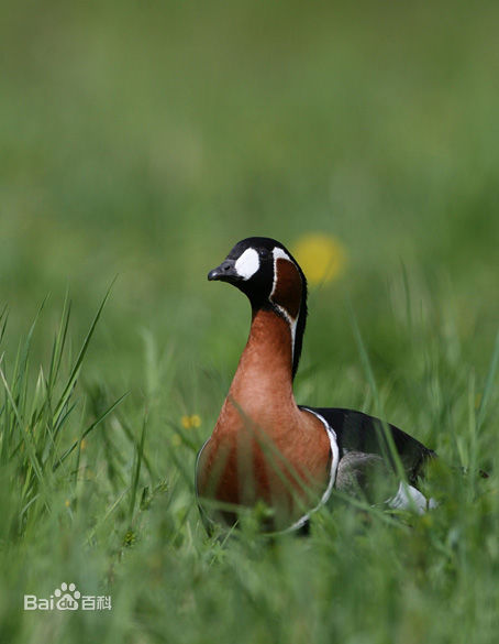  p>红胸黑雁(学名: i>branta ruficollis /i>)为鸭科 a target="