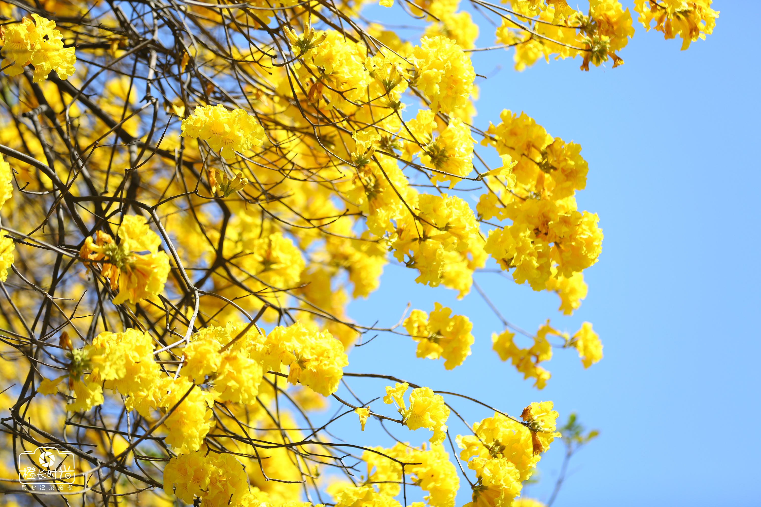  p>黄花风铃木(学名: i>handroanthus chrysanthus /i> (jacq.) s.o.