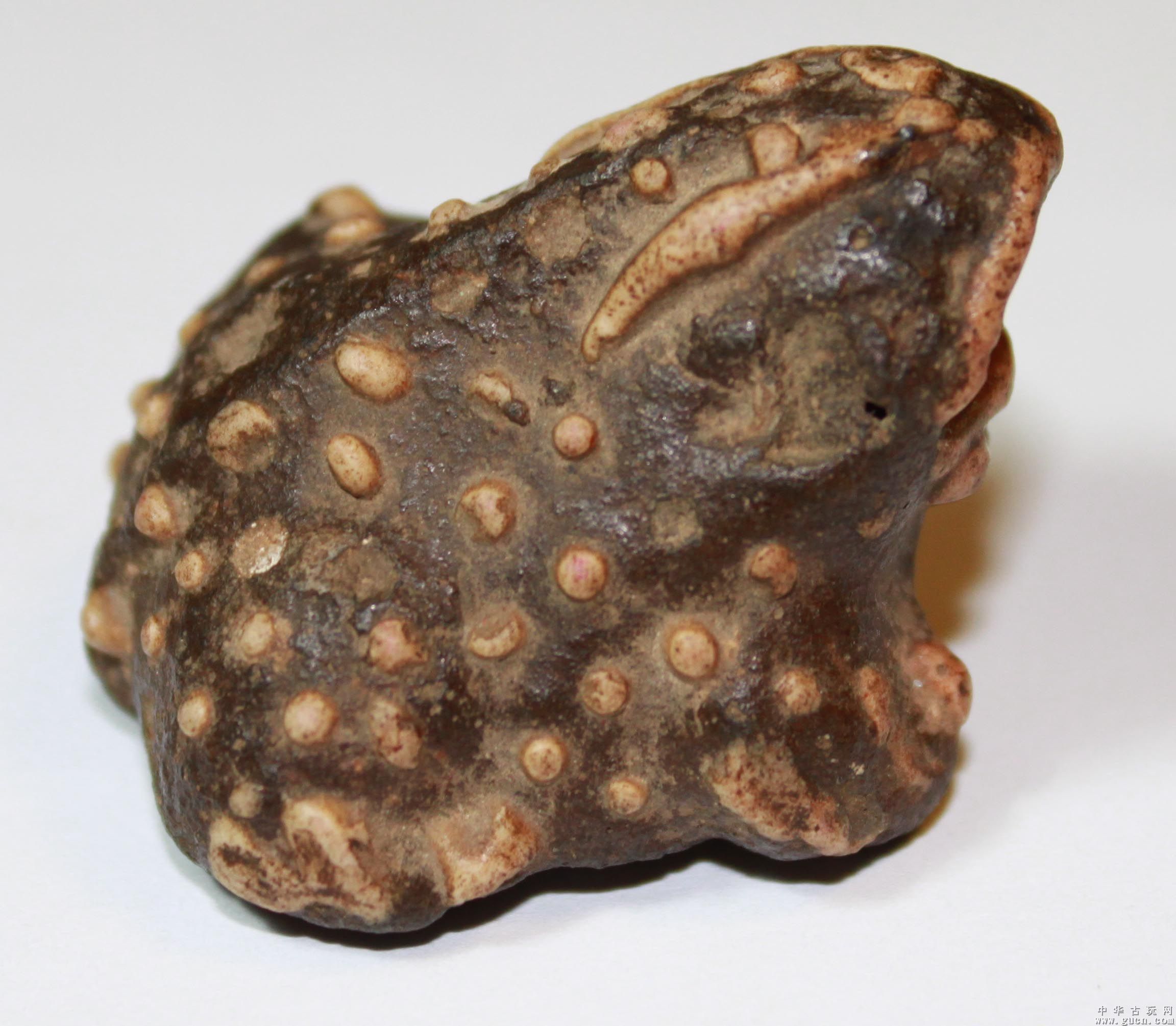  p>中华大蟾蜍穴居在泥土中,或栖于 a target="_blank" href="/item