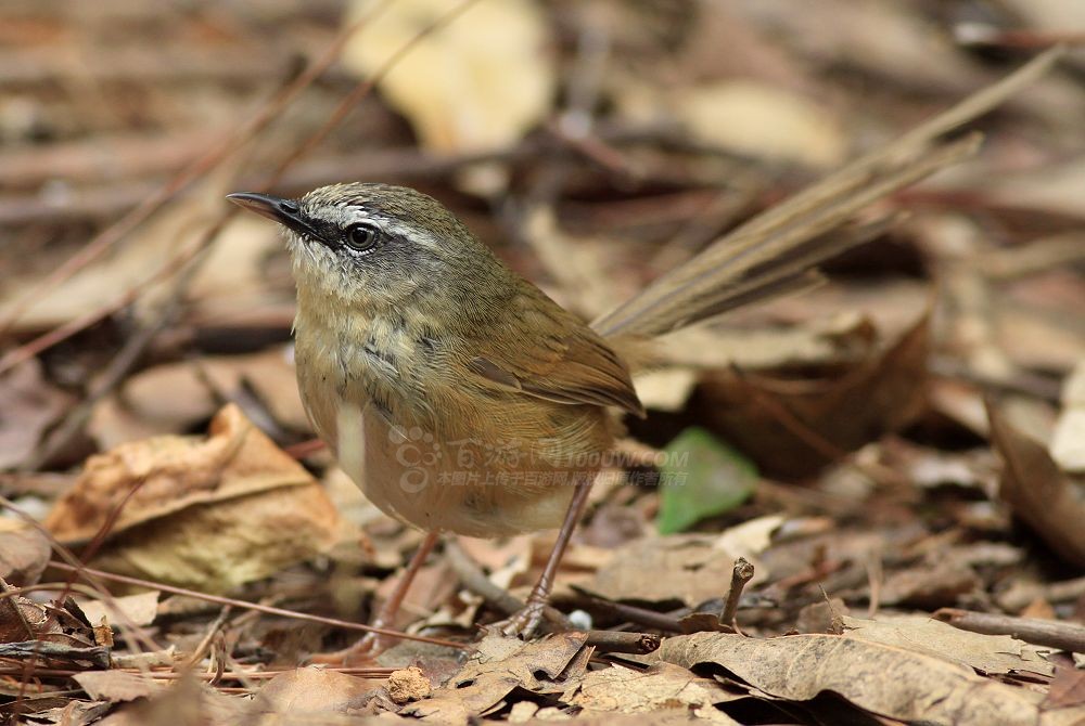prinia superciliaris