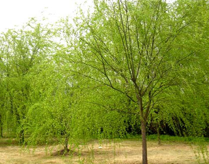  p>藏柳(学名:salix zangica n. chao)是杨柳科柳属植物.