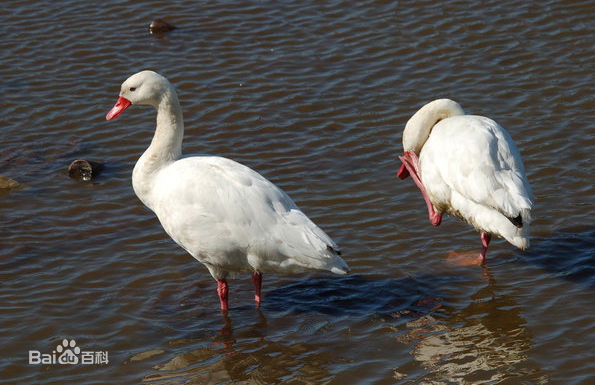  p>扁嘴天鹅(学名: i>coscoroba coscoroba /i>):体长90-115厘米,体羽