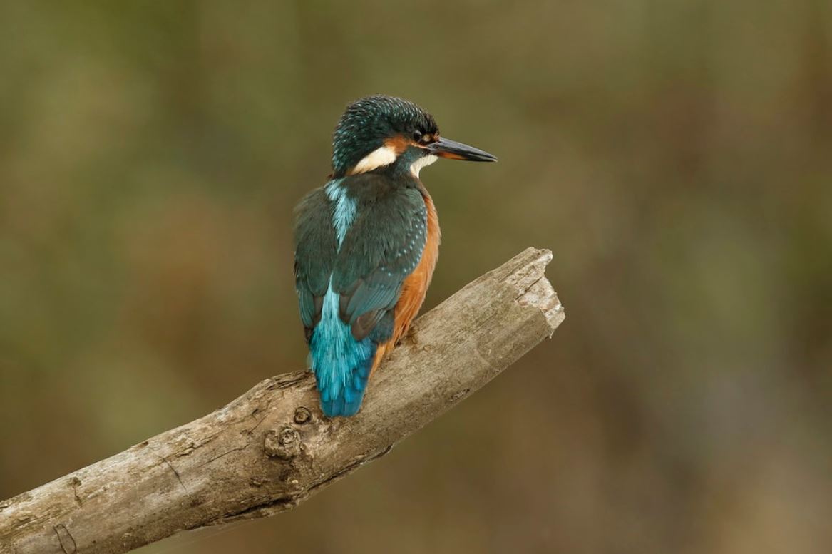common kingfisher