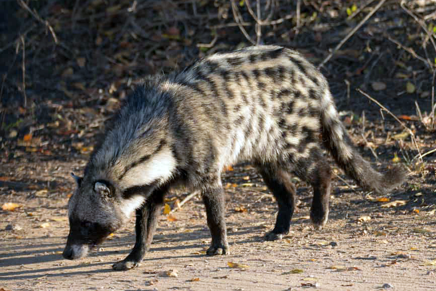 african civet