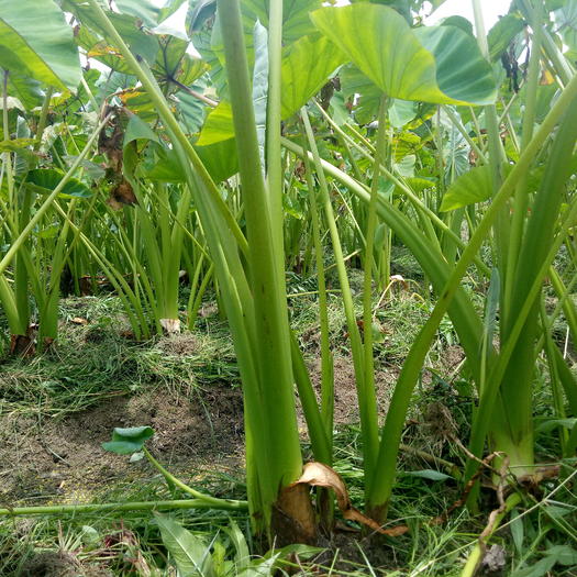 红芋块茎通常卵形,常生多数小球茎,均富含淀粉;叶