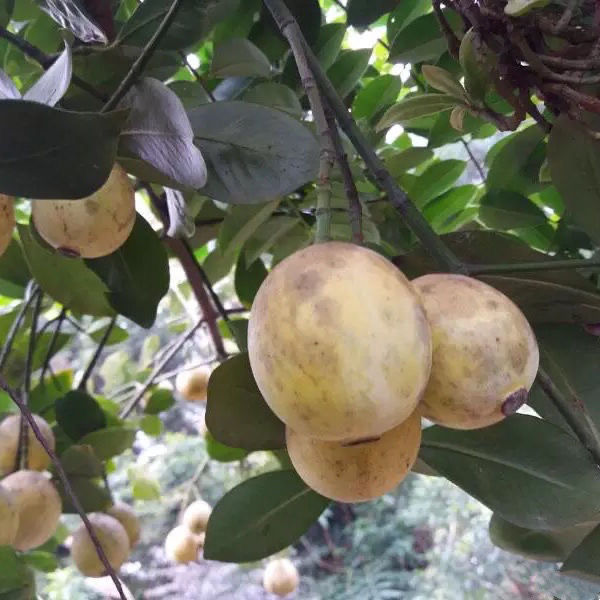  p data-id="gnbs4wurai">木竹果:亦名 a ta