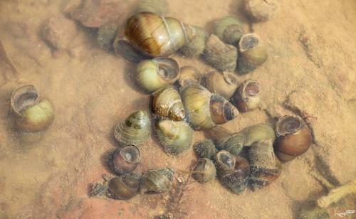 石螺 田螺 傻傻分不清 百科ta说