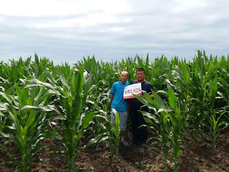 有限公司于2011年以金140为母本,金118为父本杂交组配选育的玉米品种