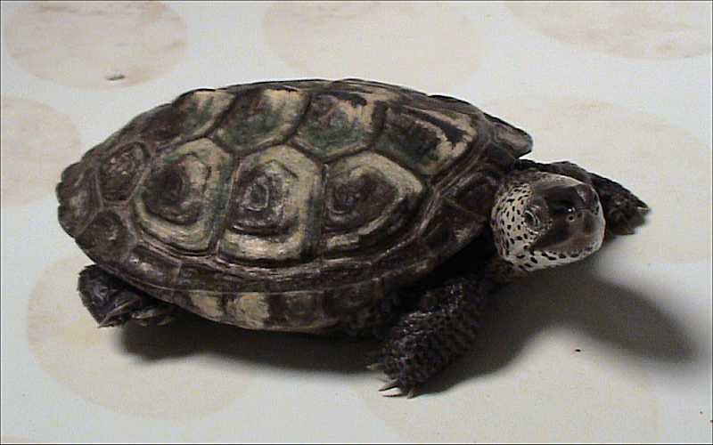 钻纹龟