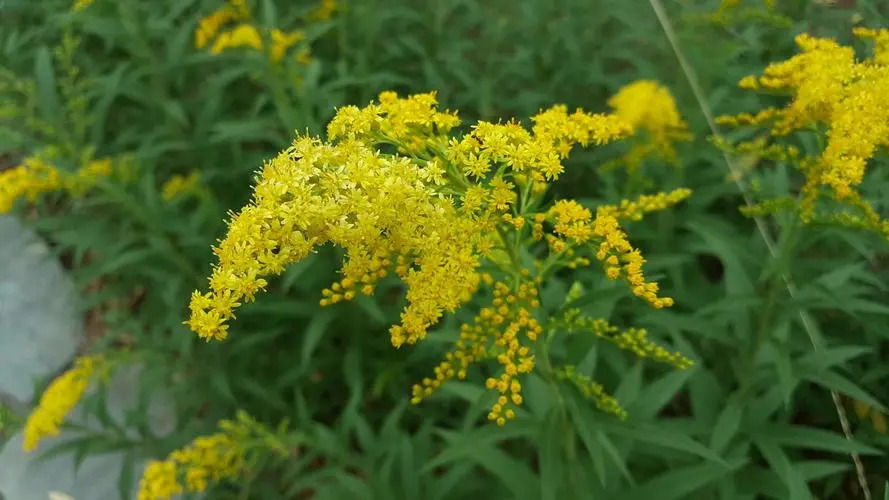 一枝黄花（菊科一枝黄花属植物）_百度百科