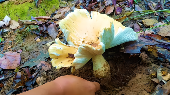 鸡枞菌_百度百科