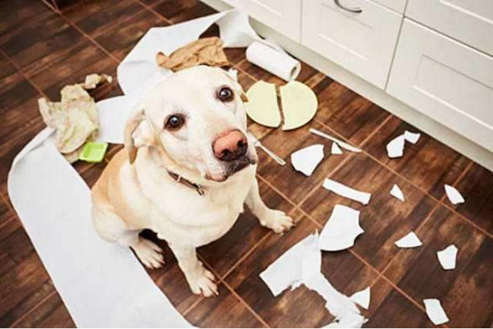 如何养殖放浪不羁的短毛太仓小猎犬_百科TA说
