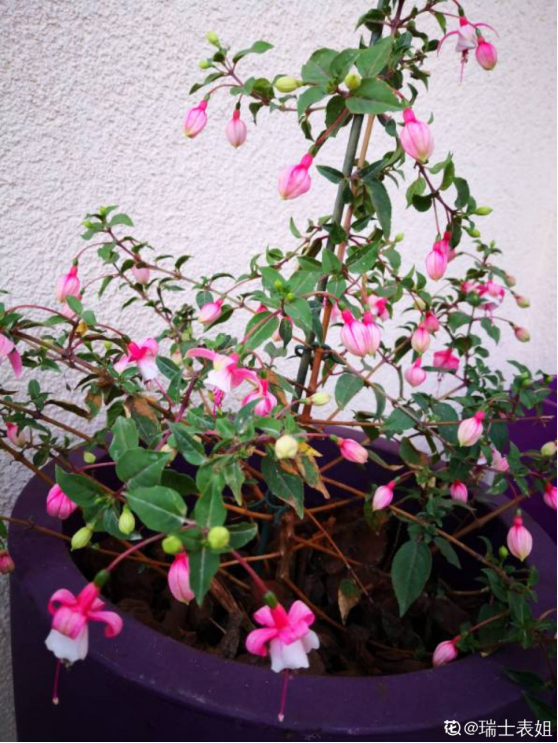 公认难养的花 开花像个小灯笼 红红火火注意吉祥 百科ta说