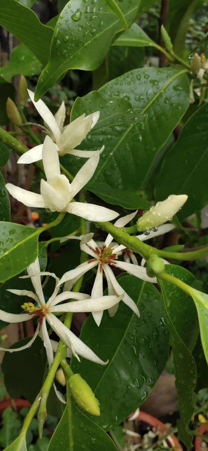 秋冬养盆白兰花，一年四季都能开，香味清新不上头_百科TA说