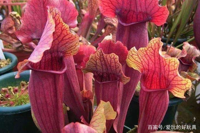 冬日来袭，陪孩子一起来种植趣味植物吧_百科TA说