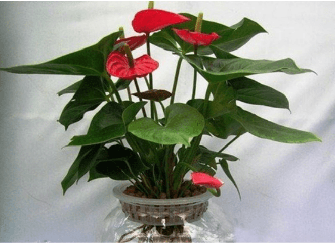 水培植物有哪些 带你认识水培植物 百科ta说