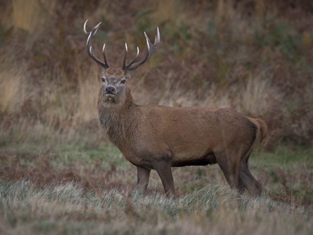ljnfjt0p">欧洲马鹿(学名:cervus elaphus):是鹿科,鹿属的动物