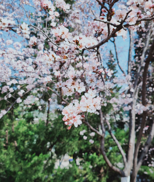这6种植物 一到春天满树繁花 路过花瓣都能落头上 百科ta说
