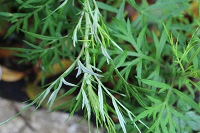  p>沙漠绢蒿(学名: i>seriphidium santolinum /i> (schrenk) poljak.