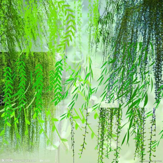 柳枝（柳树的枝条）_百度百科