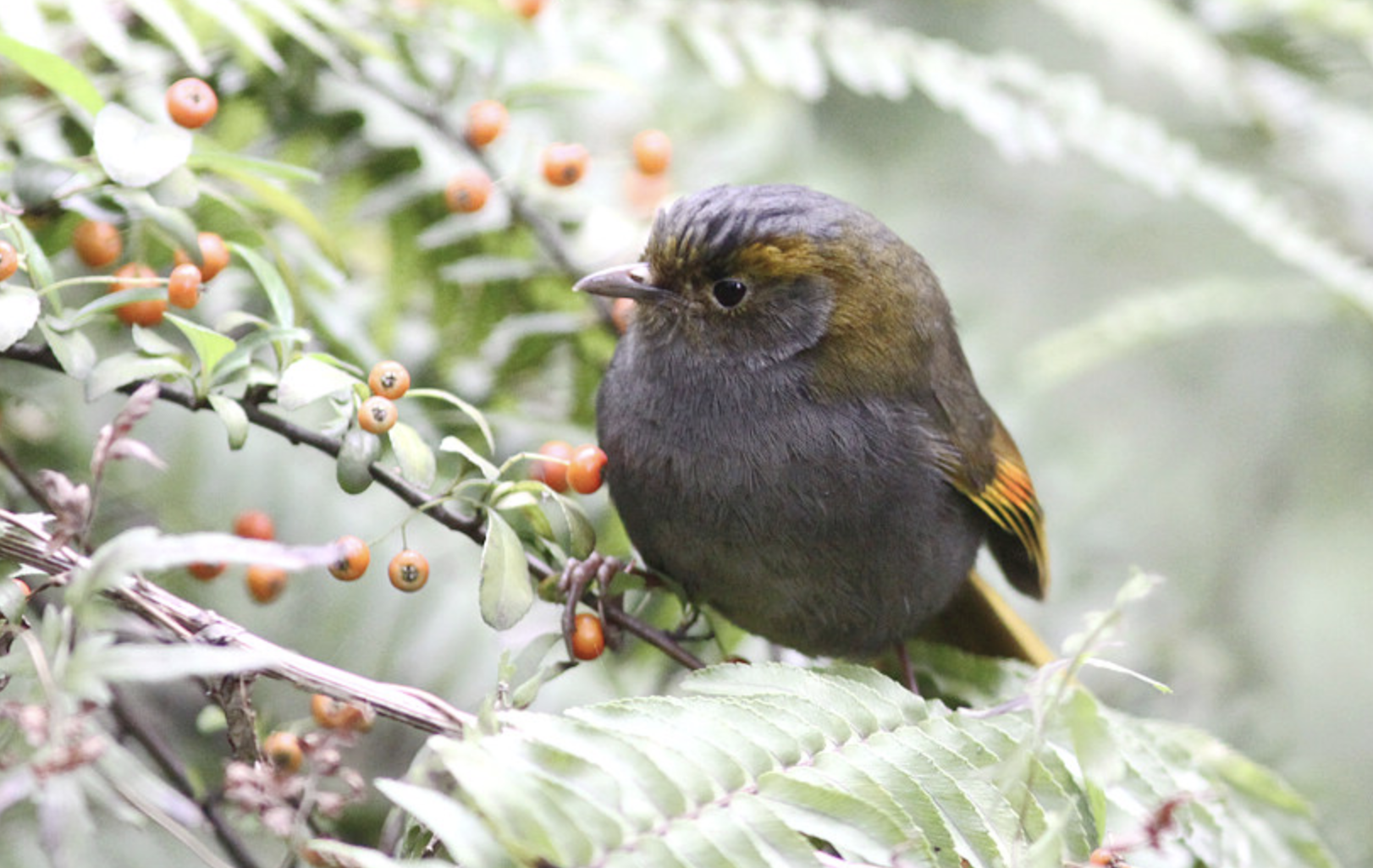  p>灰胸薮鹛(学名: i>liocichla omeiensis /i>)是噪眉科,薮鹛属小型