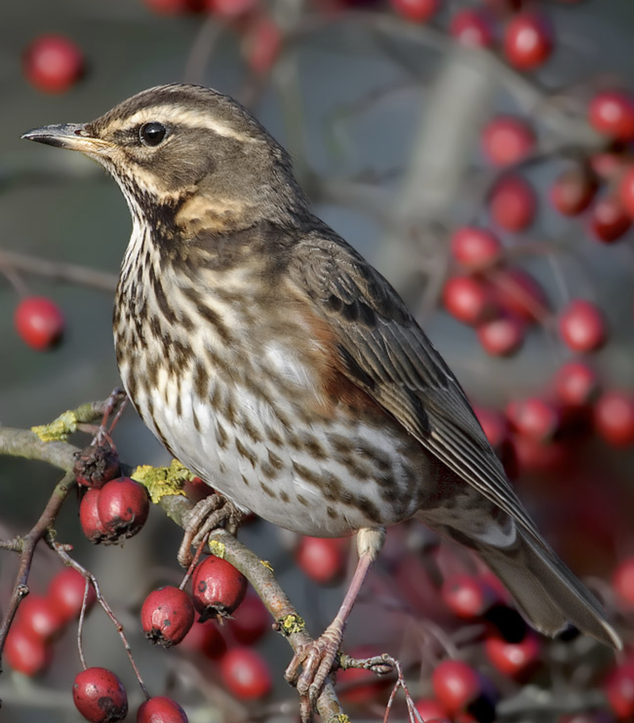  p>白眉歌鸫(学名: i>turdus iliacus /i>)是鸫科,鸫属中型鸟类,体长