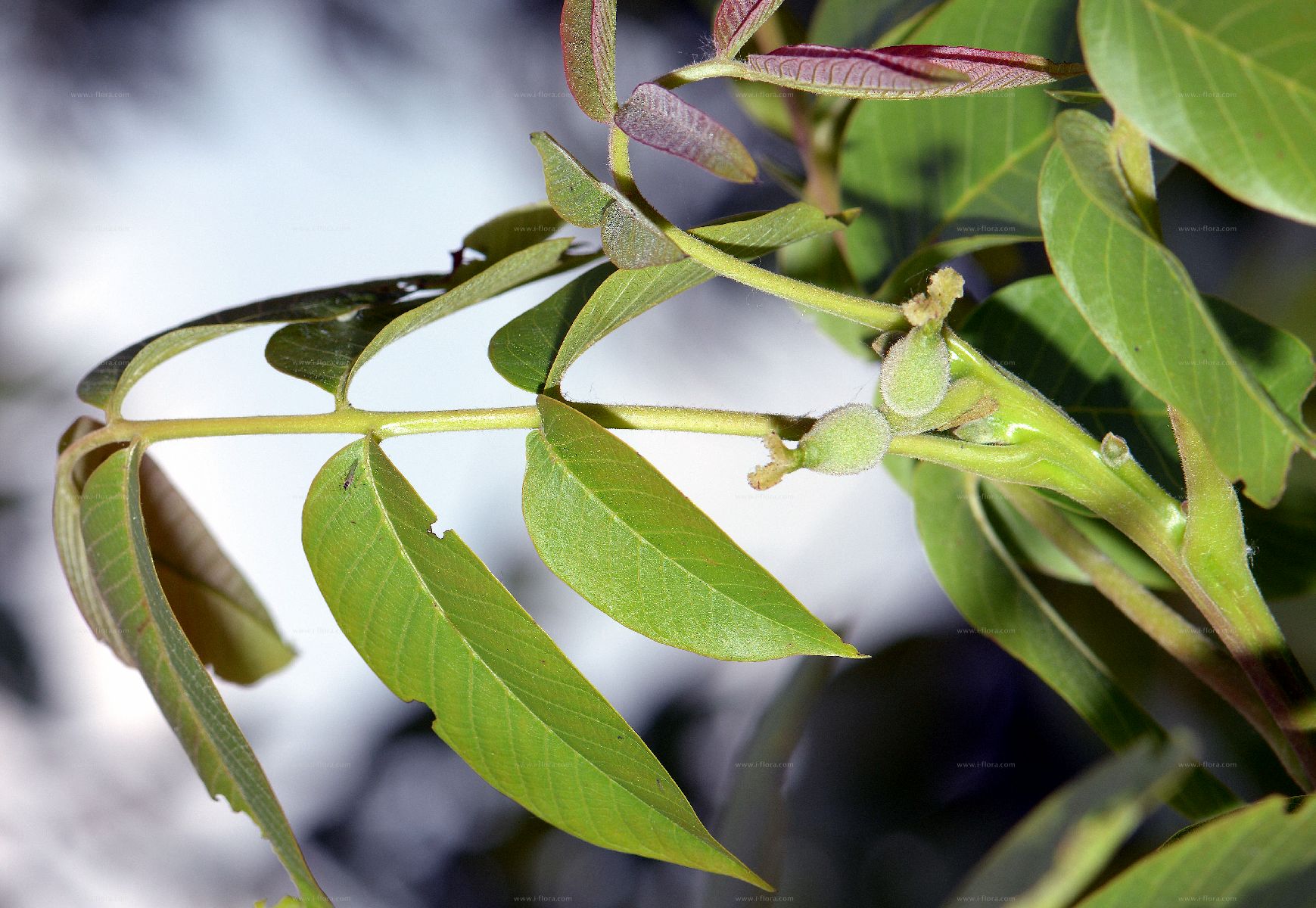 是胡桃科,胡桃属植物,俗称核桃 i>.