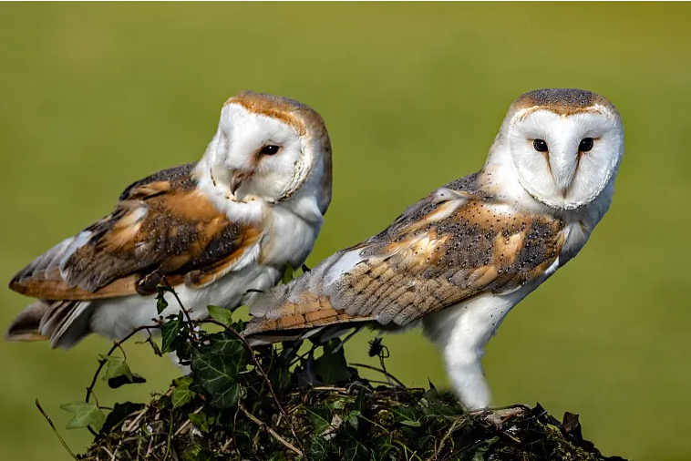  p>仓鸮(学名: i>tyto alba /i>):是鸟纲,草鸮科的中型 a target="